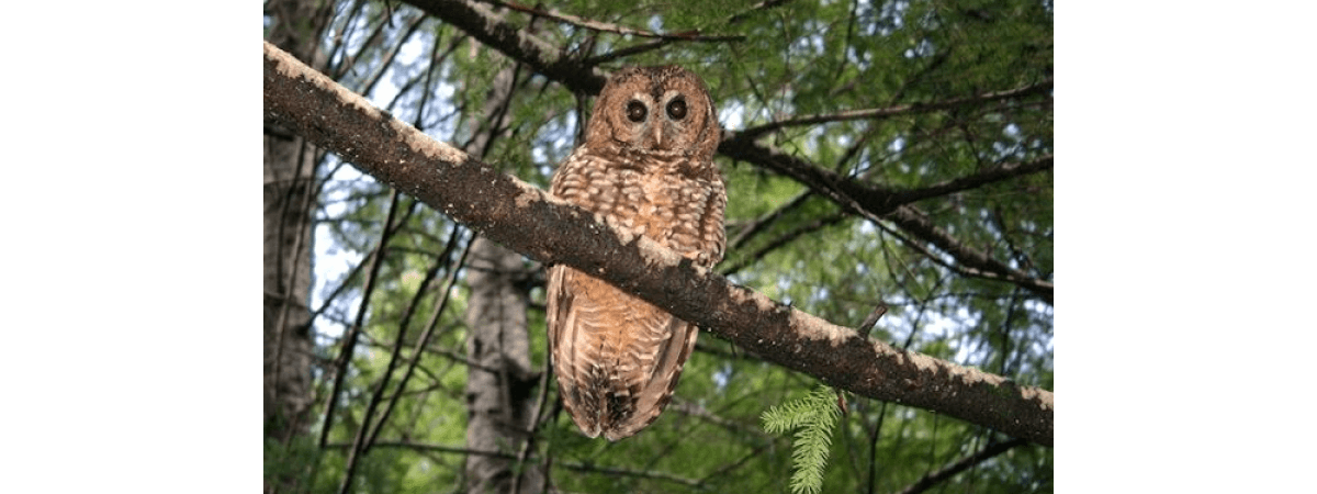 advocates-for-spotted-owl-seek-to-block-oregon-logging-project-dha